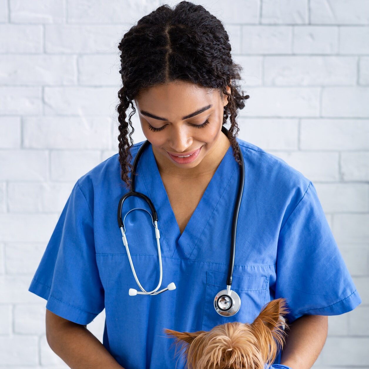 African American veterinary doc examining little patient in vet clinic